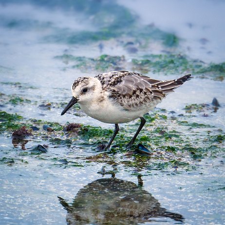 Drieteenstrandloper (Calidris alba) - Drieteenstrandloper (Calidris alba) 169 DSC08213-Edit 4x5-Edit Drieteenstrandloper (Calidris alba)