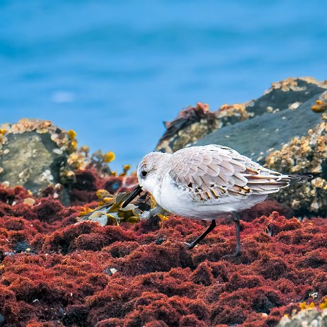 Drieteenstrandloper (Calidris alba) Drieteenstrandloper (Calidris alba)