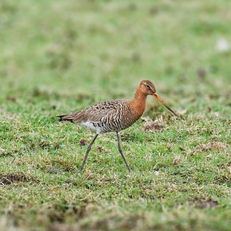 Grutto (Limosa limosa) Black-tailed godwit DSC00944-Enhanced-NR-Edit jAlbum-jAlbum-3 Grutto (Limosa limosa) Black-tailed godwit