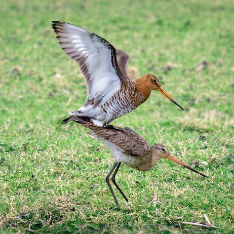 Grutto (Limosa limosa) Black-tailed godwit DSC01002-Enhanced-NR-Edit jAlbum-jAlbum-4 Grutto (Limosa limosa) Black-tailed godwit