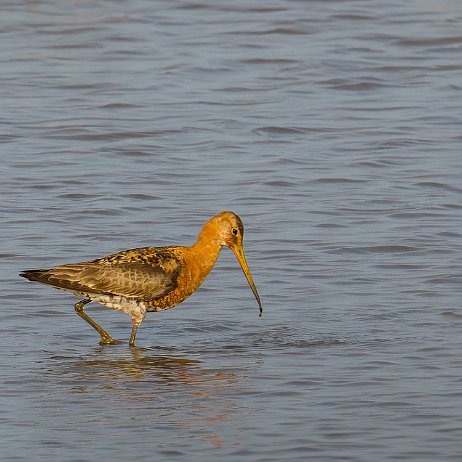 Grutto (Limosa limosa) Grutto (Limosa limosa)