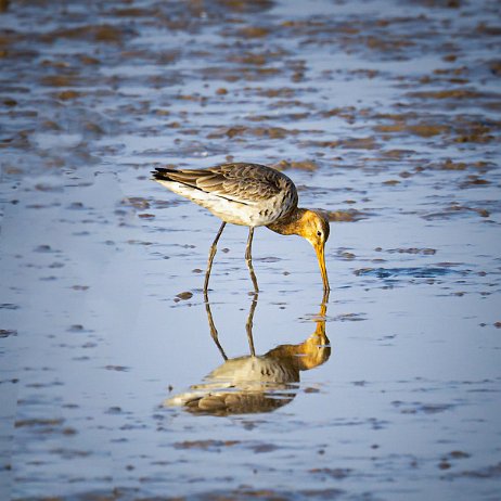 Ijslandse Grutto (Limosa limosa islandica) - Crezeepolder - DSC02645 - Instagram-2 Ijslandse Grutto (Limosa limosa islandica)