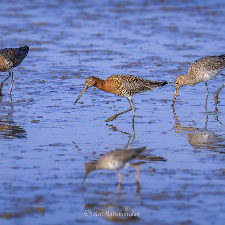 Ijslandse Grutto (Limosa limosa islandica) - Crezeepolder - DSC02685-ARW_DxO_DeepPRIME-2 - Instagram Ijslandse Grutto (Limosa limosa islandica)