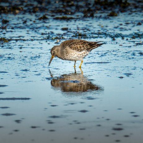 Paarse strandloper (Calidris maritima) - 20220415 Tenellaplas Oostvoorne Paarse strandloper (Calidris maritima) Brouwersdam Vogels-02024-ARW_DxO_DeepPRIME - Instagram Paarse strandloper (Calidris maritima)