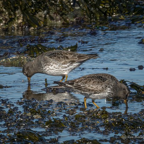 Paarse strandloper (Calidris maritima) - Paarse strandloper (Calidris maritima) Brouwersdam Vogels-01955 DN-GP-SH - Instagram Paarse strandloper (Calidris maritima)