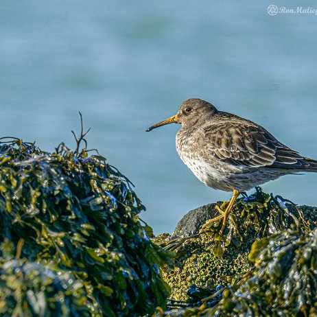 Paarse strandloper (Calidris maritima) - Paarse strandloper (Calidris maritima) Brouwersdam Vogels-02053 DN SH - Instagram-2 Paarse strandloper (Calidris maritima)