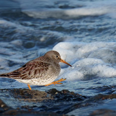 Paarse strandloper (Calidris maritima) 042 DSC02364-Enhanced-NR Paarse strandloper (Calidris maritima)