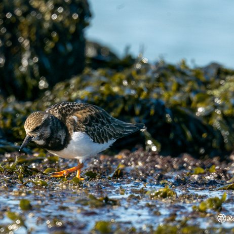 Steenloper (Arenaria interpres) Brouwersdam Vogels-02028 Instagram Steenloper (Arenaria interpres)