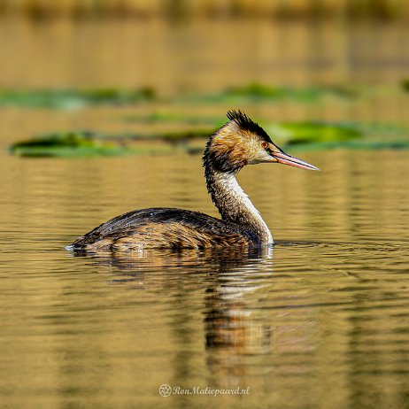 2022-04-24 - Fuut (Podiceps cristatus) - Tenellaplas Oostvoorne DSC03044 - Instagram-2 Fuut (Podiceps cristatus)