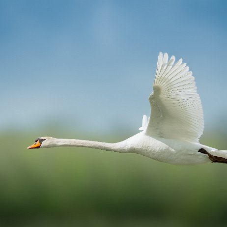 2024-04-28 - Knobbelzwaan (Cygnus olor) Mute Swan - DSC08711-Enhanced-NR-Edit - Instagram 72dpi 50 perc Knobbelzwaan (Cygnus olor) Mute Swan