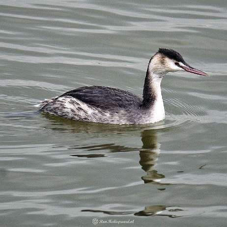 DSC00955- insta - Fuut (Podiceps cristatus) - Winterkleed - Watermark Fuut (Podiceps cristatus) - Winterkleed