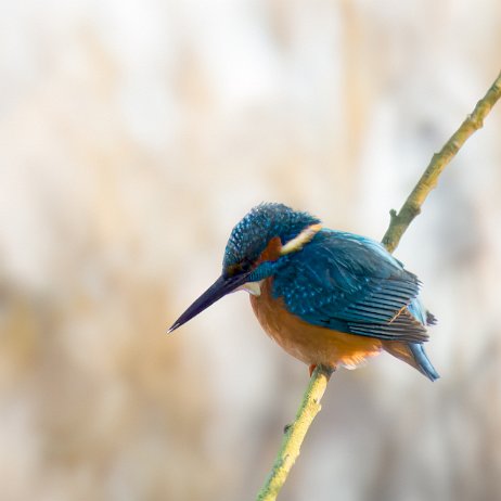 IJsvogel (Alcedo atthis) jAlbum-2 IJsvogel (Alcedo atthis)