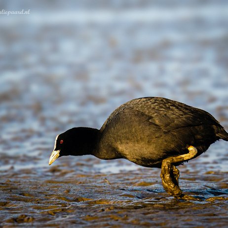 Meerkoet (Fulica atra) - Crezeepolder - DSC02779 - Instagram Meerkoet (Fulica atra)