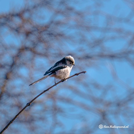 Staartmees (Aegithalos caudatus) Oostvoornse Meer - DSC02213-3 Instagram Staartmees (Aegithalos caudatus)