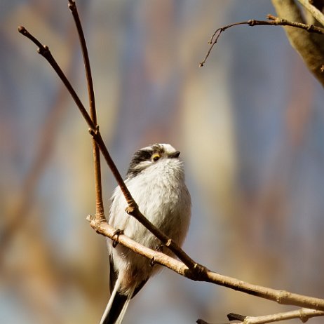 Staartmees (Aegithalos caudatus) jAlbum Staartmees (Aegithalos caudatus)