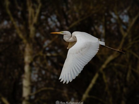 Reigers Reigers en Lepelaars