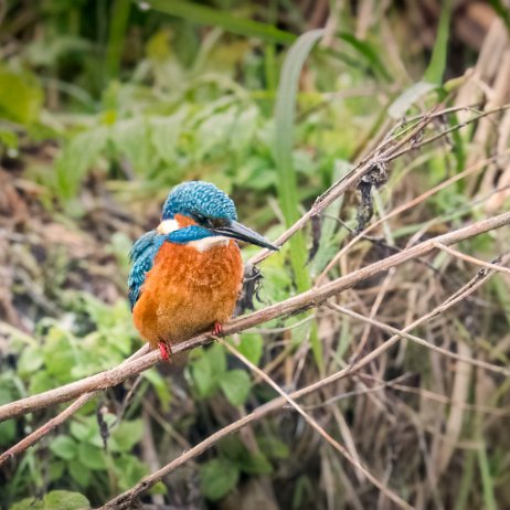 ijsvogel (Alcedo atthis) jAlbum ijsvogel (Alcedo atthis)