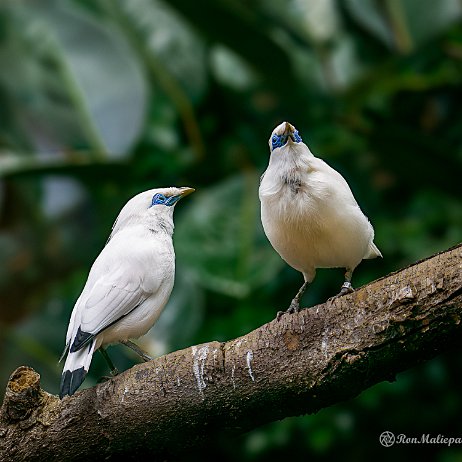 2023-03-04 - Balispreeuw (Leucopsar rothschildi) - DSC01415-ARW_DxO_DeepPRIME-Edit - Instagram Balispreeuw (Leucopsar rothschildi)