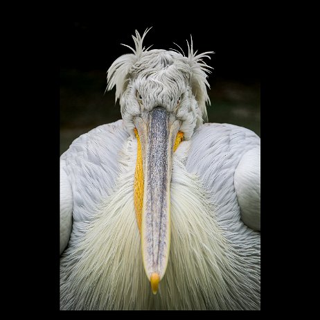 2023-10-31 - Kroeskoppelikaan (Pelecanus crispus) - DSC00595-ARW_DxO_DeepPRIMEXD-Edit-2-flatten-blackborder - Instagram Kroeskoppelikaan (Pelecanus crispus)