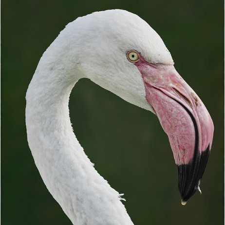 Flamingo DSC00720 Flamingo (Phoenicopteridae)