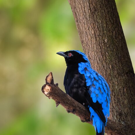 Indische blauwrug (Irena puella) - DSC06367-DxO_DeepPRIME XD3 null