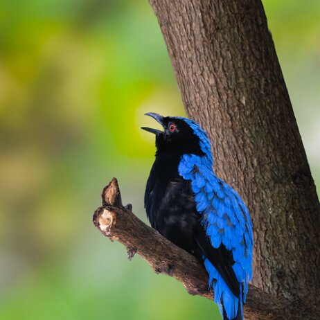 Indische blauwrug (Irena puella) - Indische blauwrug (Irena puella) DSC06370 150-DxO_DeepPRIME XD3 null
