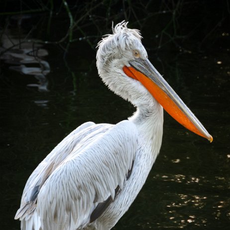 Kroeskoppelikaan (Pelecanus crispus) - _DSC3521-Enhanced-NR Instagram Art Kroeskoppelikaan (Pelecanus crispus)