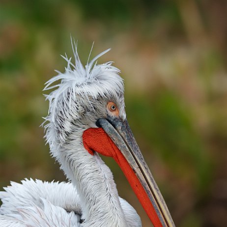 Kroeskoppelikaan (Pelecanus crispus) DSC00486-ARW_DxO_DeepPRIME-Edit jAlbum Kroeskoppelikaan (Pelecanus crispus)