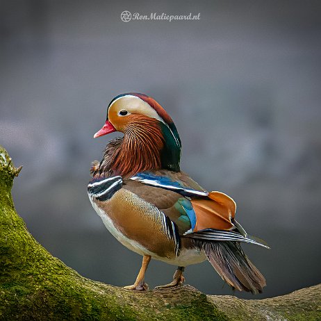 Mandarijneend (Aix galericulata) - DSC09578-ARW_DxO_DeepPRIME-Edit - Instagram Mandarijneend (Aix galericulata)