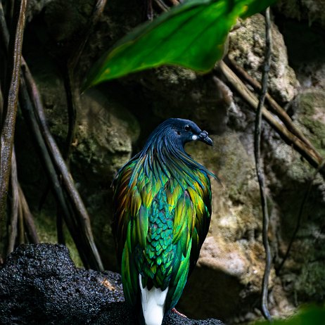 Manenduif (caloenas nicobarica), Nicobar Pigeon - DSC01847-ARW_DxO_DeepPRIME-2-Edit-2 - Instagram - copy Manenduif (caloenas nicobarica), Nicobar Pigeon