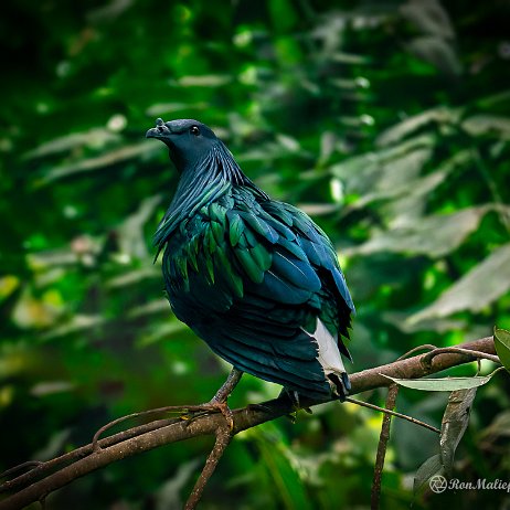 Manenduif (caloenas nicobarica), Nicobar Pigeon - DSC07949-ARW_DxO_DeepPRIME-Edit-Edit - Instagram Manenduif (caloenas nicobarica), Nicobar Pigeon