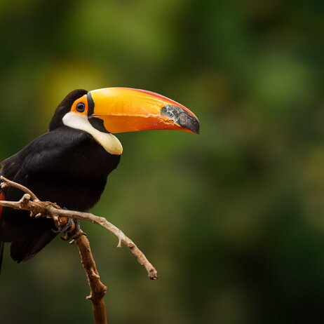 Reuzentoekan (Ramphastos toco) - Reuzentoekan (Ramphastos toco) DSC06617 301-DxO_DeepPRIME XD3 null