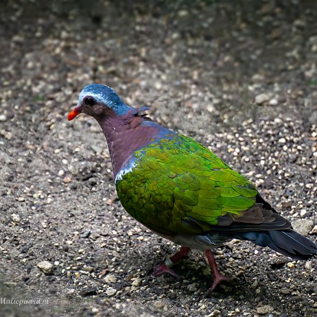 Smaragdduif (Chalcophaps indica), groenvleugelduif, Emerald Dove, Green-winged Dove - DSC01943-ARW_DxO_DeepPRIME-Edit-Edit - Instagram null