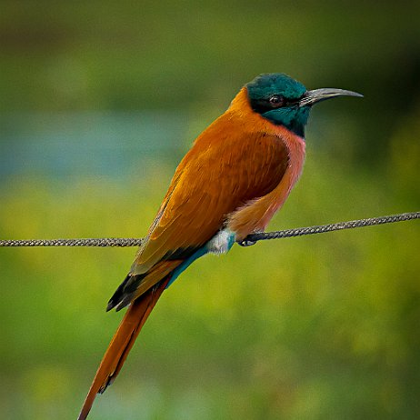 Zuidelijke karmijnrode bijeneter (Merops nubicoides) - _DSC3430-ARW_DxO_DeepPRIME-2-Edit - Instagram Zuidelijke karmijnrode bijeneter (Merops nubicoides)