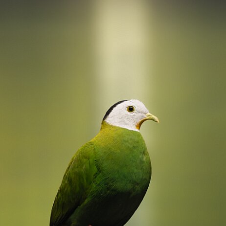 Zwartnekjufferduif (Ptilinopus melanospilus - DSC06580-DxO_DeepPRIME XD3 null