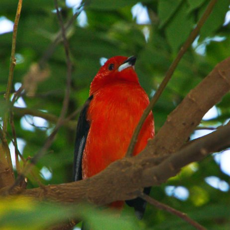 _DSC3443 Brazilian Tanager of rode tanager (Ramphocelus bresilia ssp.)