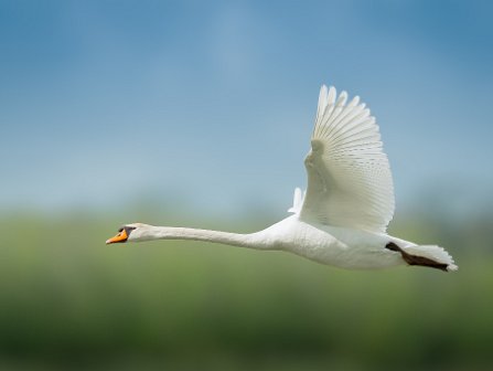 Wild Life