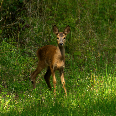 2021-08-27 - DSC03534-low_res-scale-2_00x-gigapixel- insta - Ree (Capreolus capreolus) - Watermark Ree (Capreolus capreolus)