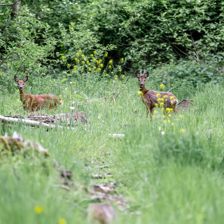 Ree (Capreolus capreolus) jAlbum Ree (Capreolus capreolus)