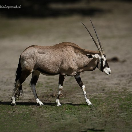 2023-05-17 - Gemsbok of spiesbok (Oryx gazella) - Safaripark Beekse Bergen Hilvarenbeek DSC04249-ARW_DxO_DeepPRIME-Edit - Instagram Gemsbok of spiesbok (Oryx gazella)
