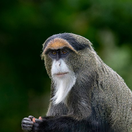 Brazzameerkat (Cercopithecus neglectus) 20220528 Safaripark Beekse Bergen Hilvarenbeek DSC03853-ARW_DxO_DeepPRIME-Edit-2-Edit jAlbum Brazzameerkat (Cercopithecus neglectus)