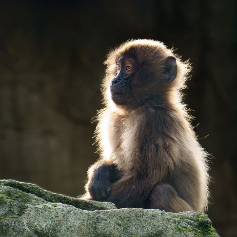 Gelada (Theropithecus gelada) jAlbum Gelada (Theropithecus gelada)