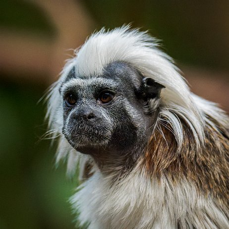 Pinchéaapje (Saguinus oedipus), ook wel dwerg- of lisztaap of katoentamarin DSC00180-ARW_DxO_DeepPRIME-Edit jAlbum Pinchéaapje (Saguinus oedipus), ook wel dwerg- of lisztaap of katoentamarin