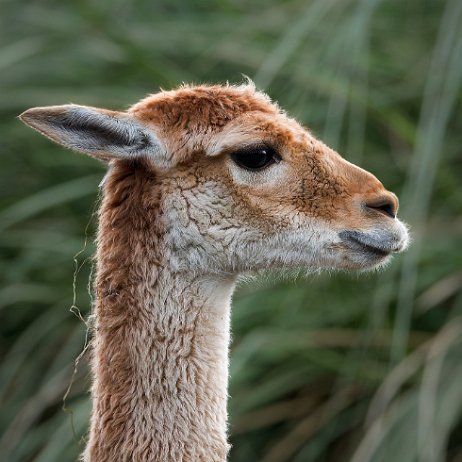 Vicuña (Vicugna vicugna) DSC00258-ARW_DxO_DeepPRIME-Edit jAlbum Vicuña (Vicugna vicugna)