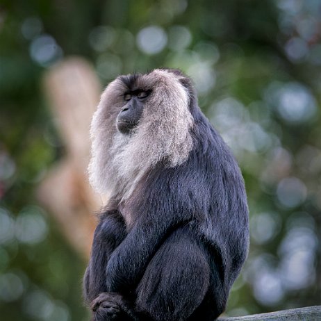 Wanderoe, baardaap of leeuwenstaartmakaak (Macaca silenus) jAlbum Wanderoe, baardaap of leeuwenstaartmakaak (Macaca silenus)