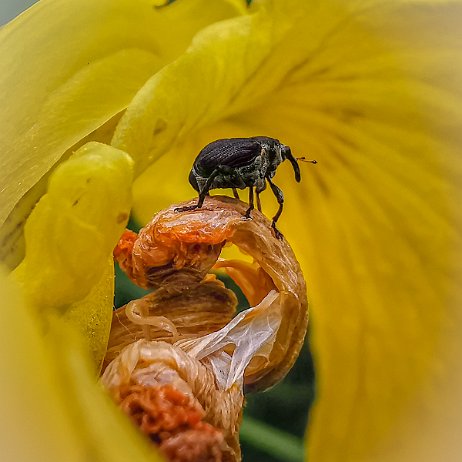 2022-05-26 - Lissnuitkever of lissenboorder (Mononychus punctum-album) - IMG_130443 ==-Edit - Instagram Lissnuitkever of lissenboorder (Mononychus punctum-album)