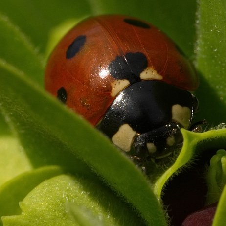 _DSC4410_1 Lieveheersbeetje