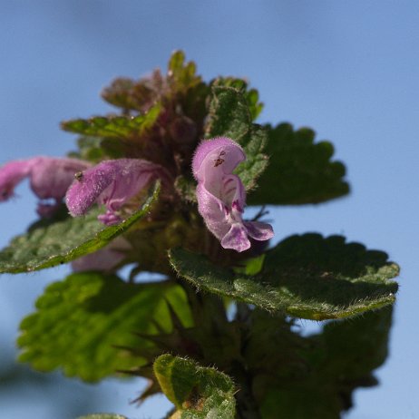 _DSC4601 Paarse Ddovenetel (Lamium purpureum)