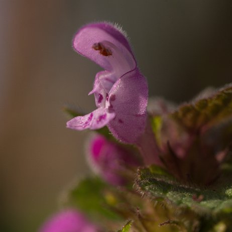 _DSC4657 Paarse Ddovenetel (Lamium purpureum)