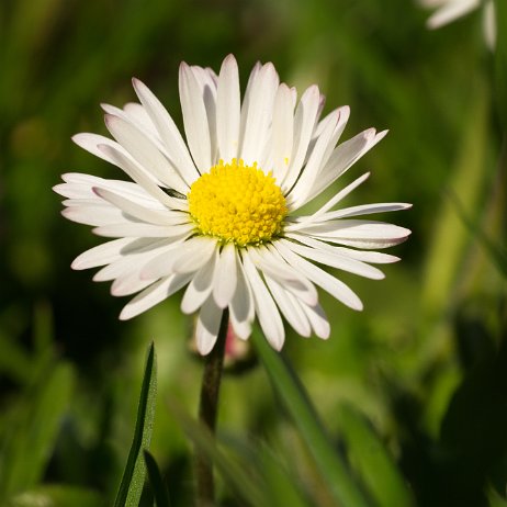 _DSC4662 Madeliefje